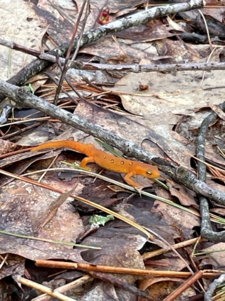 The eft stage of the Red-spotted Newt beside small sticks and on top of a leaf-strewn forest floor.